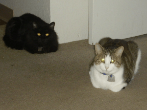 cat loaves